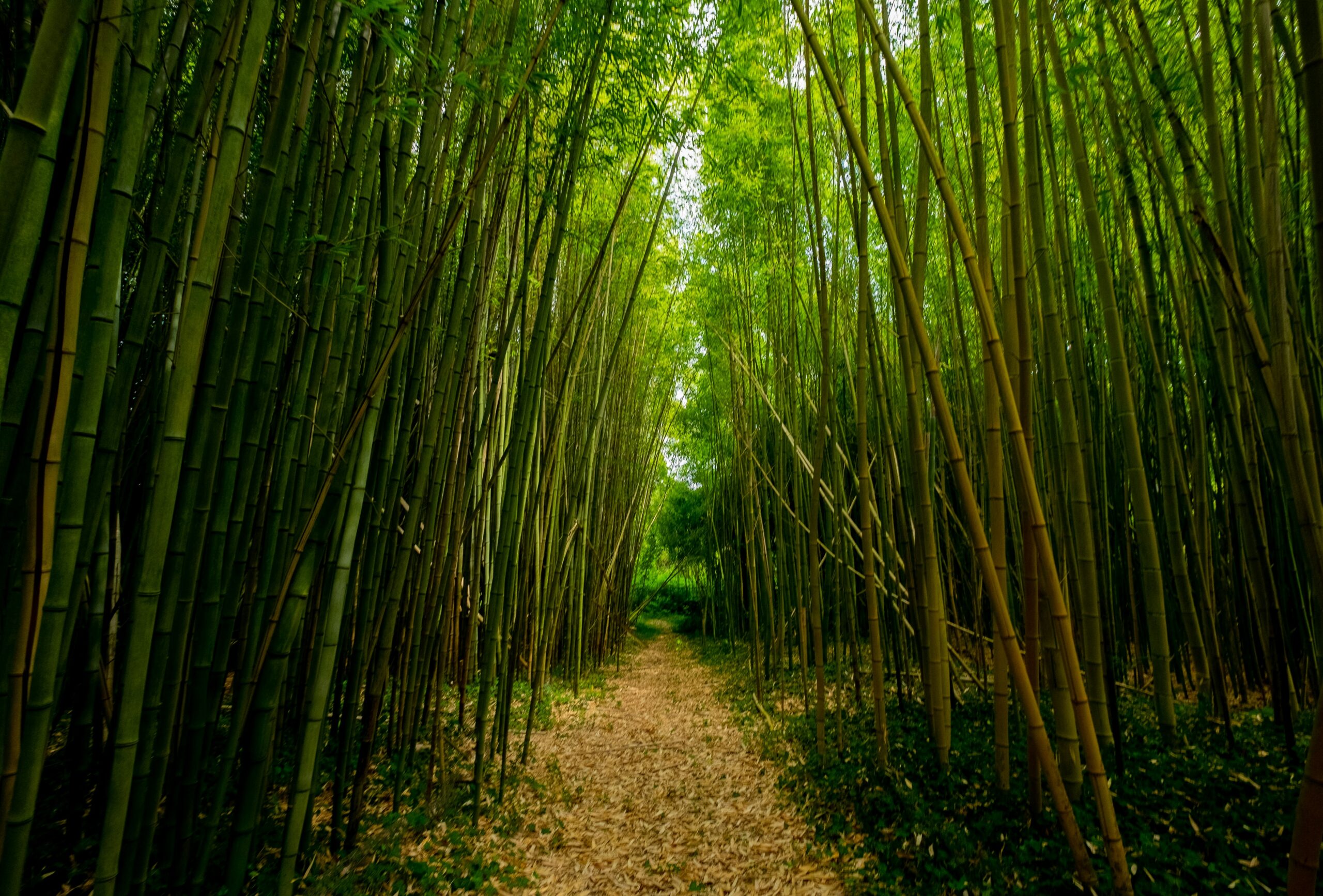 薄暗い竹林